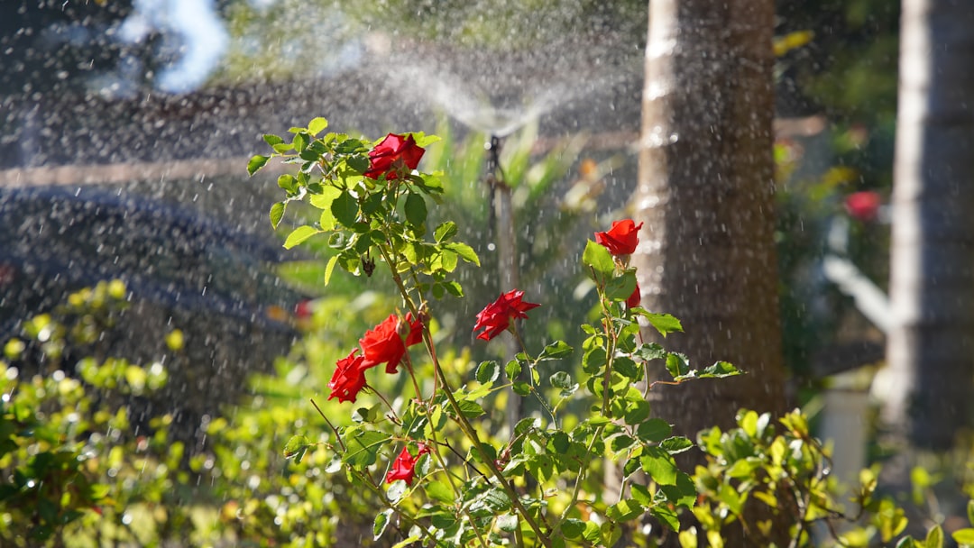 Sprinkler System Installation Cost: What Drives Your Total Price
