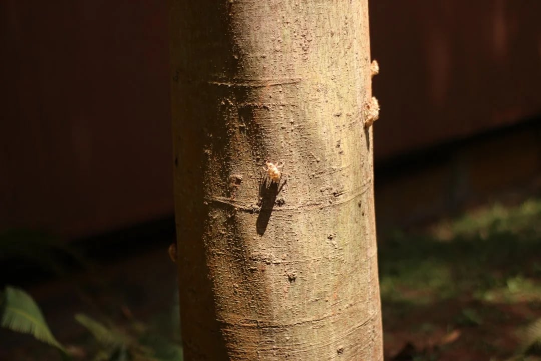 Image describing How to Master API Abroad Top Tips for 2025 Success