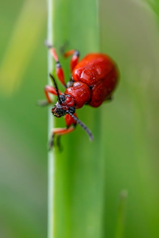 pest control technician