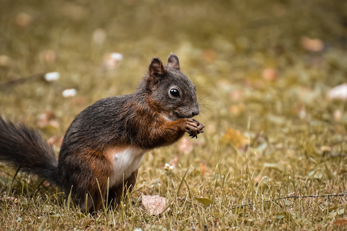 rodent exterminator home inspection