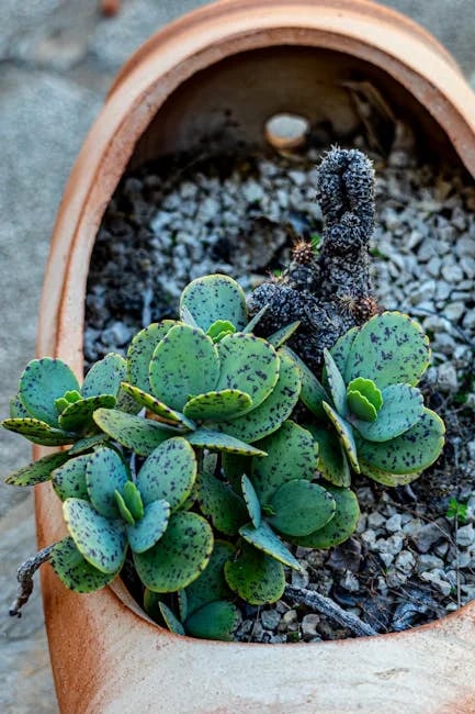 Image describing Top 7 HD Live Cams You Need to Try Now!