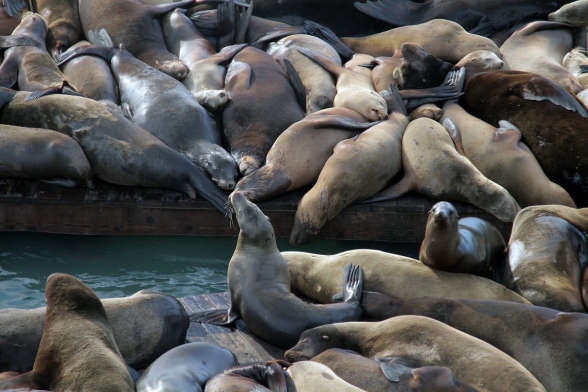 Pier 39 sea lions