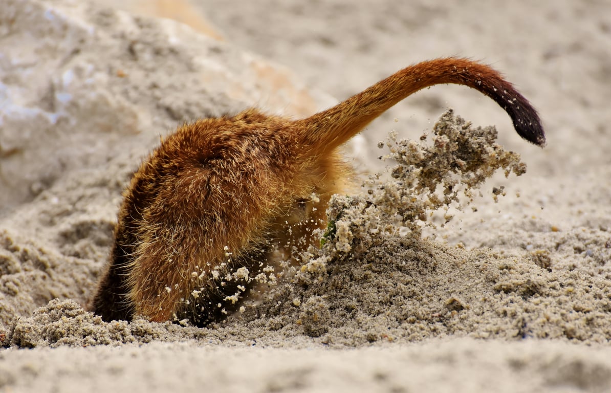 small backhoe digging trench