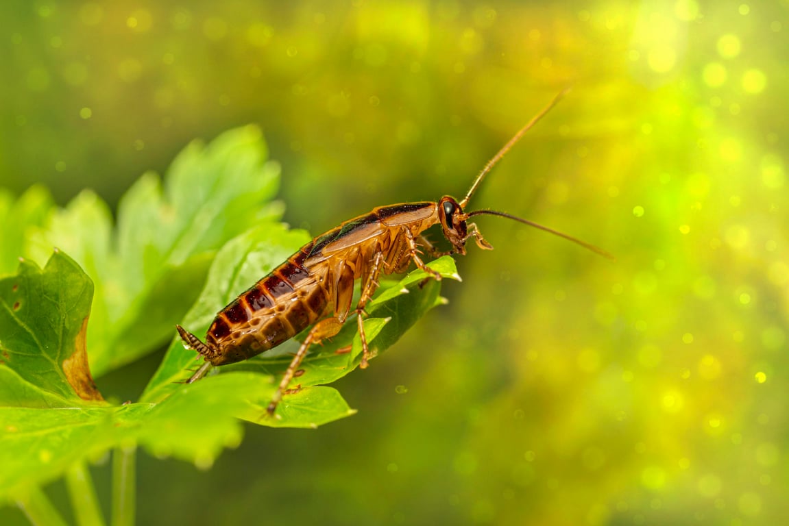 German cockroach