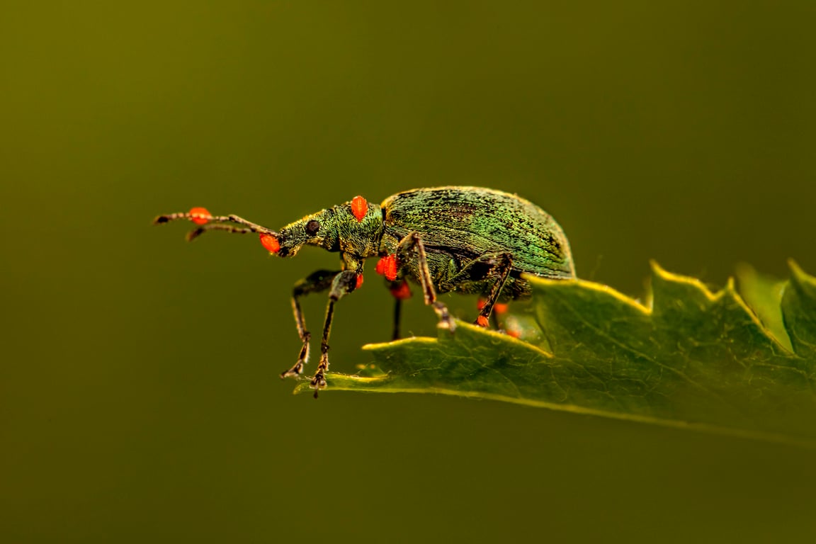 home pest inspection