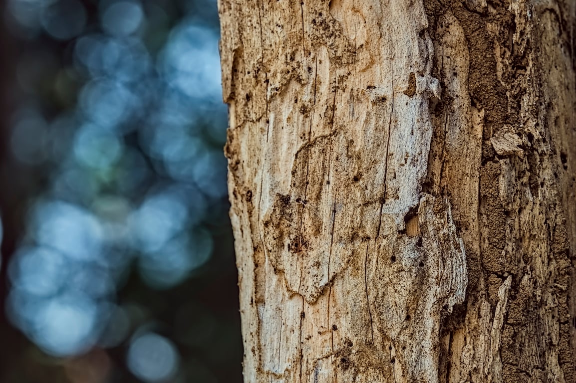 termite damaged wood