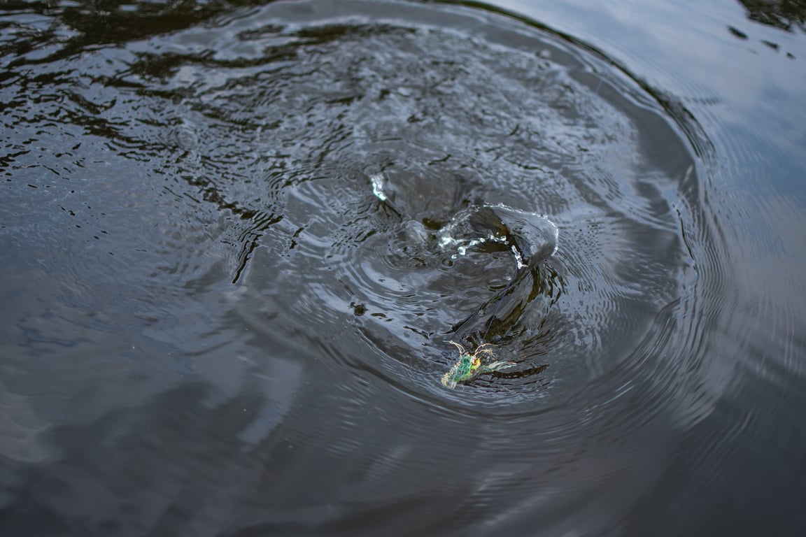 bass fishing lure