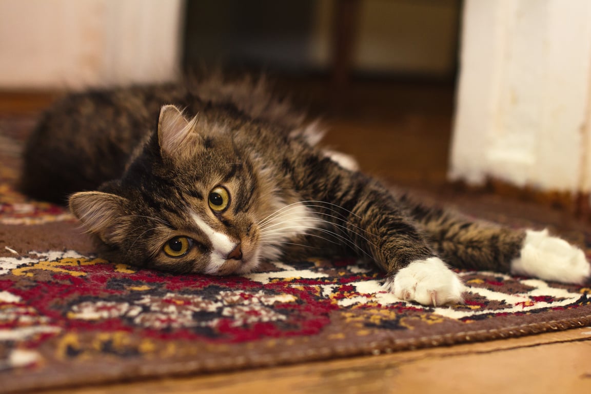 pet urine carpet cleaning