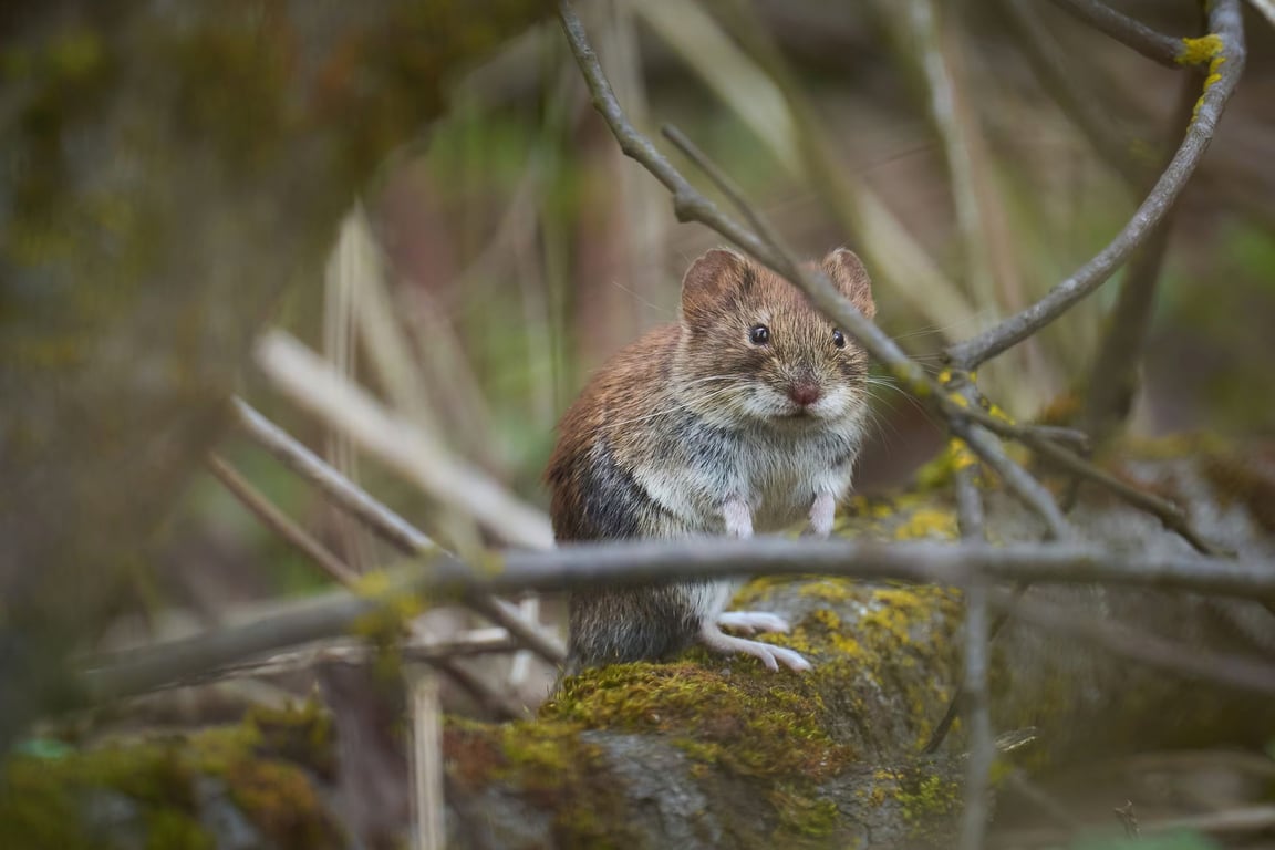 Rat Exterminator Price: What Homeowners Should Expect to Pay