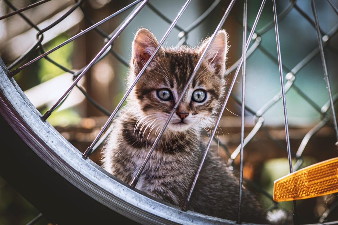 tire shop wheel balancing