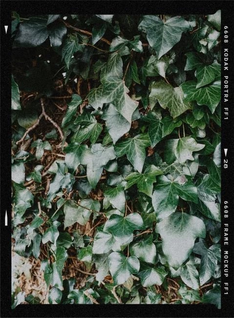 Image describing Top 7 Proven Hedera NFT Marketplace Tips for 2026?