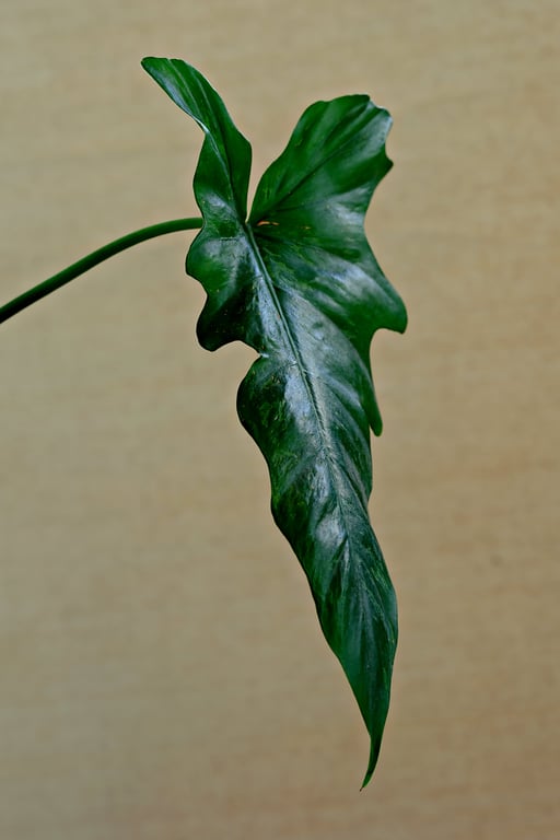 houseplant leaf damage
