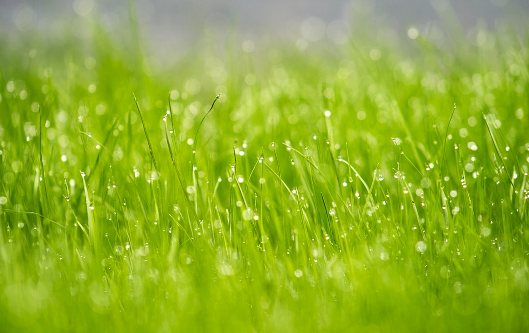 Organic Lawn Care: A Practical, Chemical-Free Plan for Healthier Grass