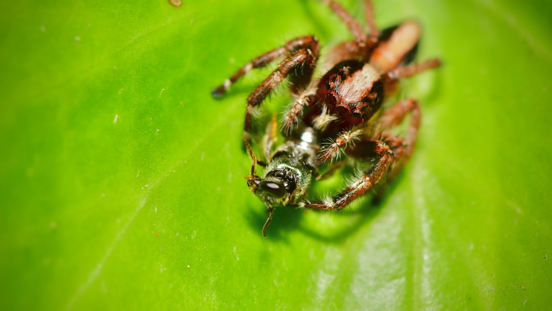 Insect and Pest Control: Identify Early, Treat Effectively, Prevent Recurrence