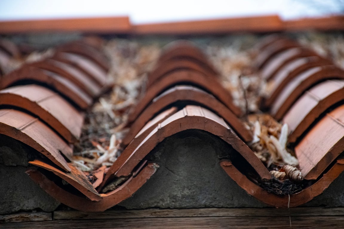 storm-damaged roof tarp
