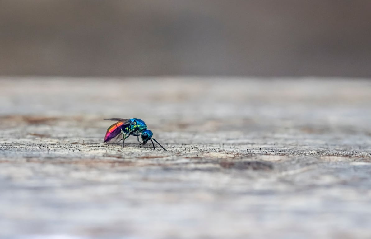Termite Exterminator: What Homeowners Should Expect Before Hiring
