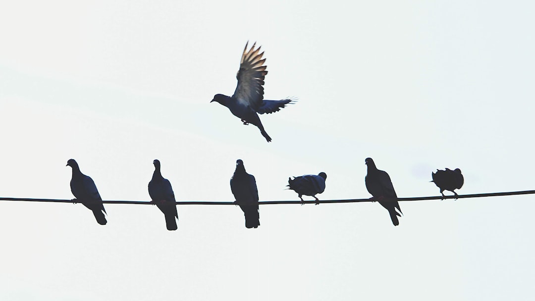 Bird Control Services: When Professional Solutions Are Worth It