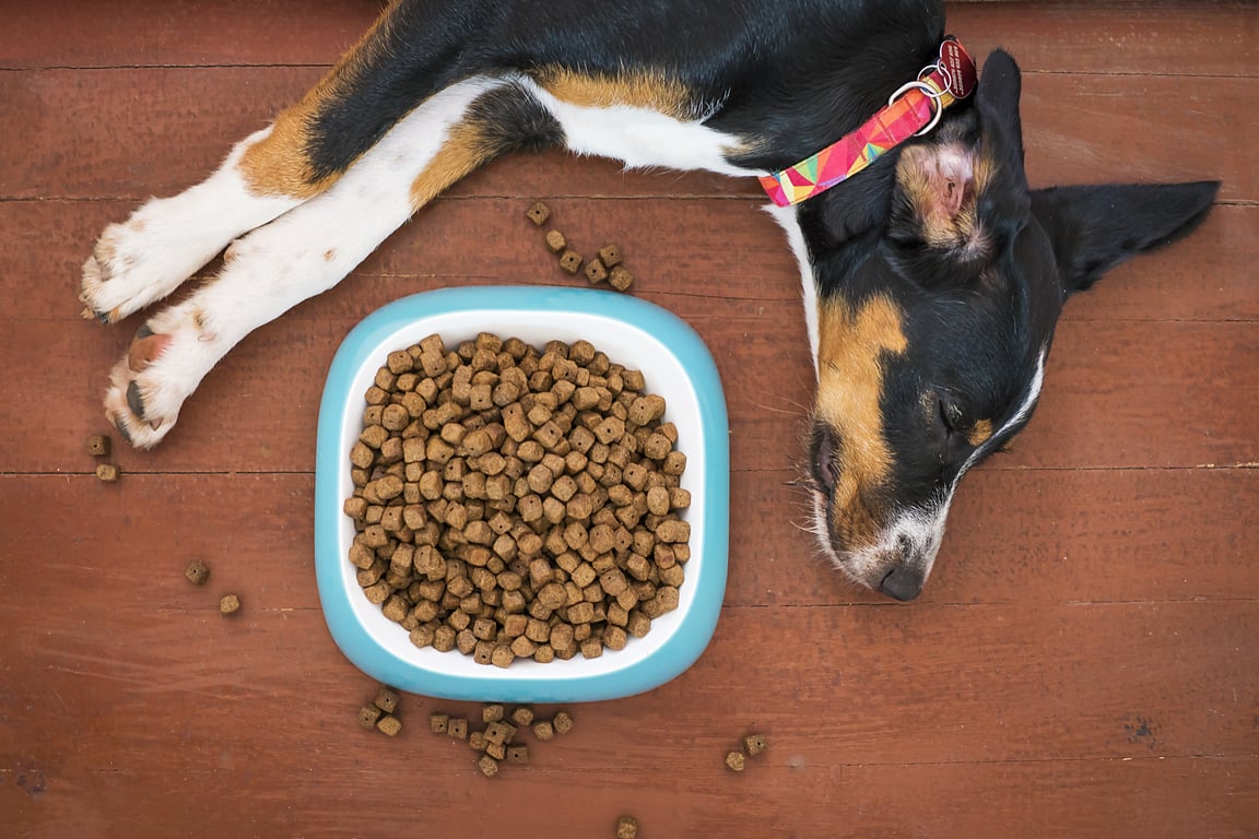dog food bowl
