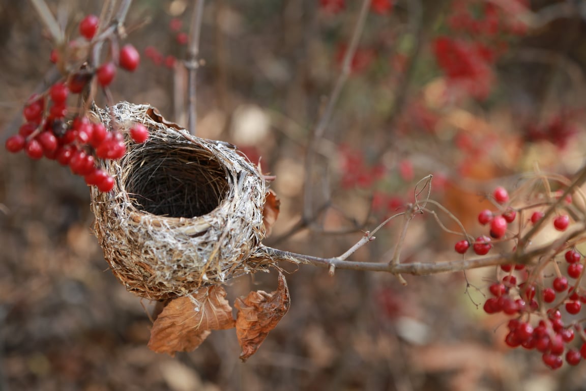 Nest thermostat