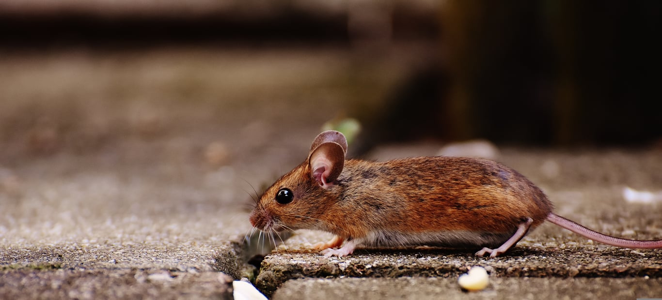 mouse trap kitchen