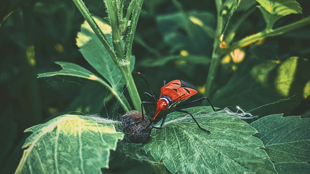 Insect & Pest Control Starts with Identification—not Guesswork