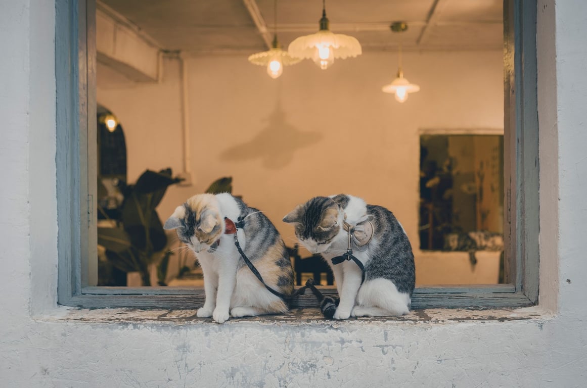 Mobile Cat Grooming Near Me: How to Choose a Calm, Qualified Groomer