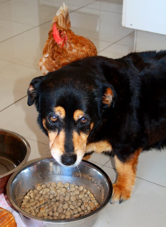 dog food bowl