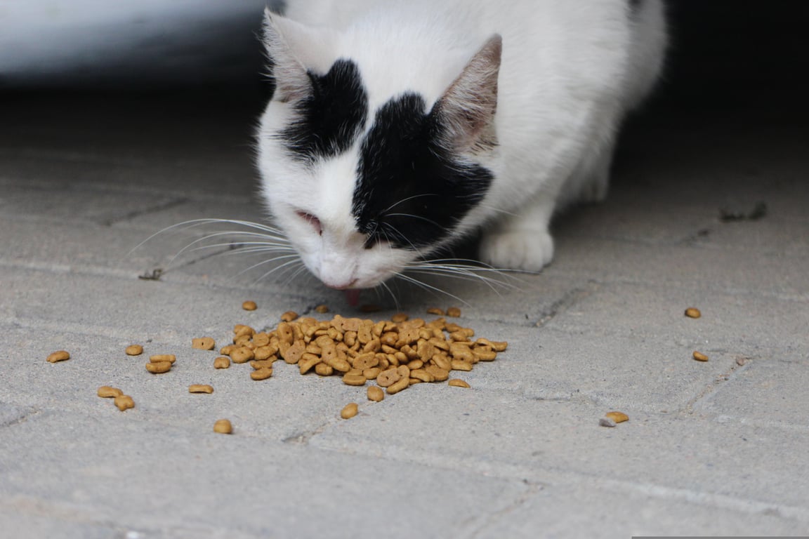large-breed puppy eating kibble