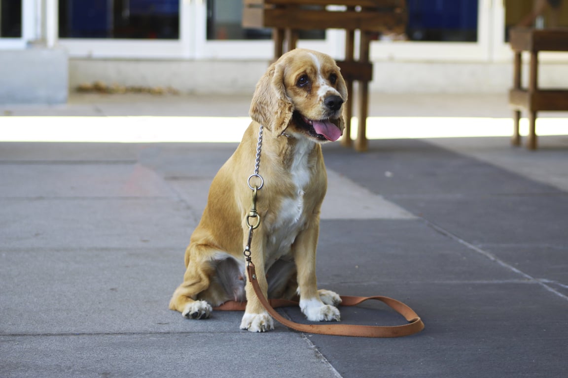 dog obedience training