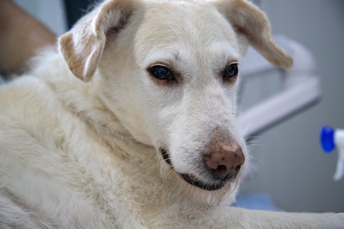 veterinarian examining dog