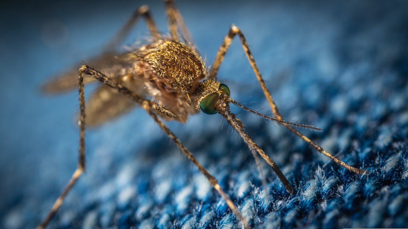 home pest inspection