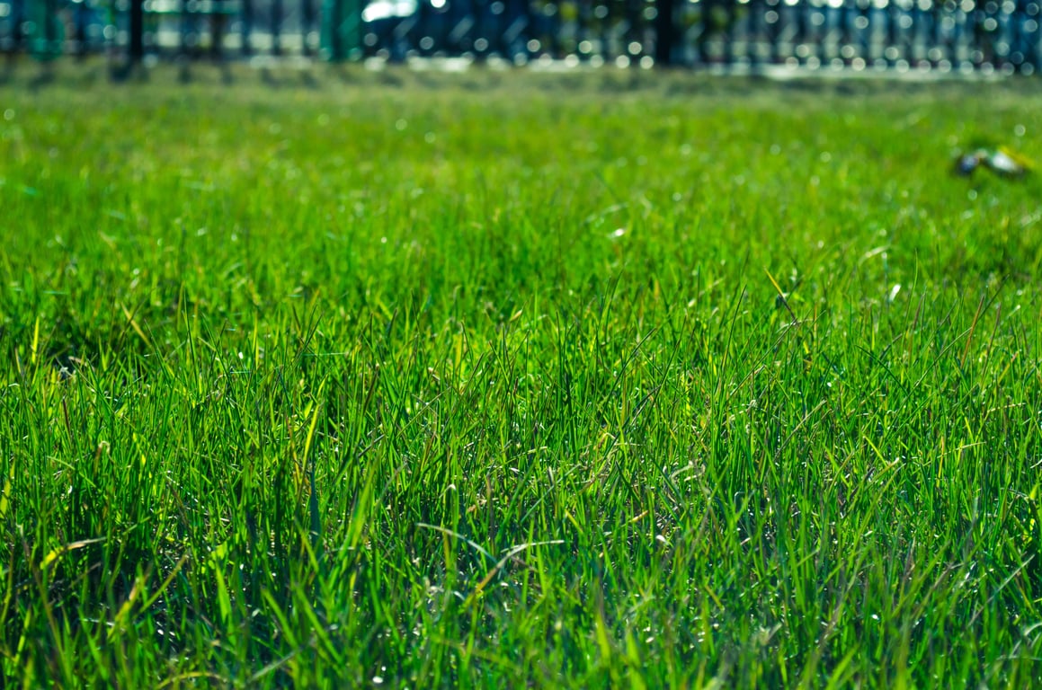 sod installation lawn