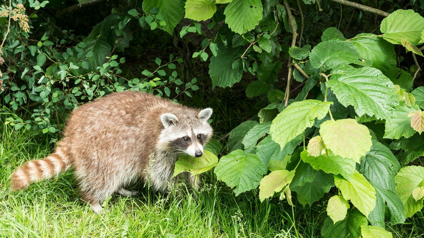Critter Control Near Me: How to Choose a Reliable Wildlife Removal Service