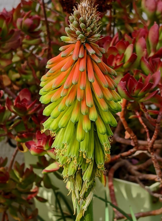 drought tolerant garden