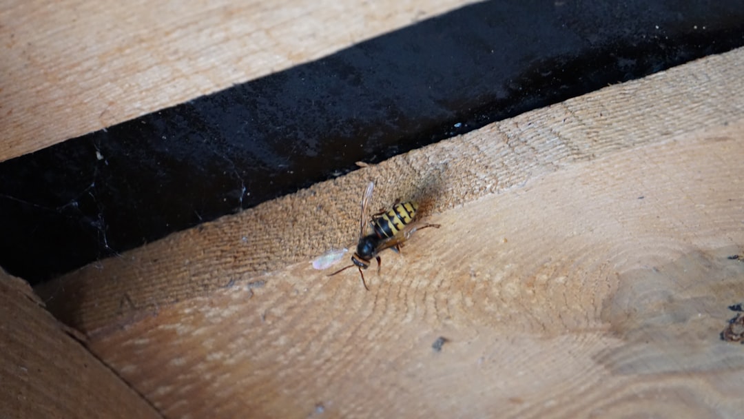 Termite Prevention Treatment Cost: What Homeowners Should Budget Before Damage Starts