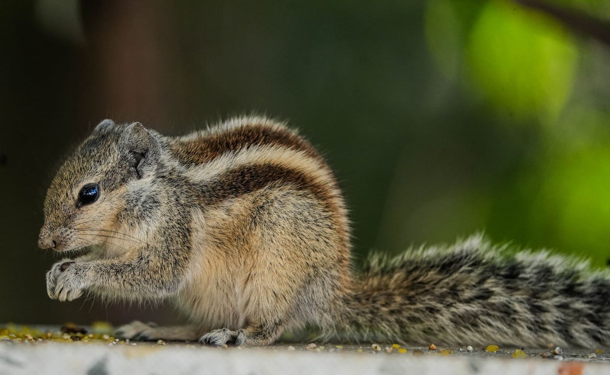 Terminix Rodent Control: What Homeowners Should Know Before Booking Service