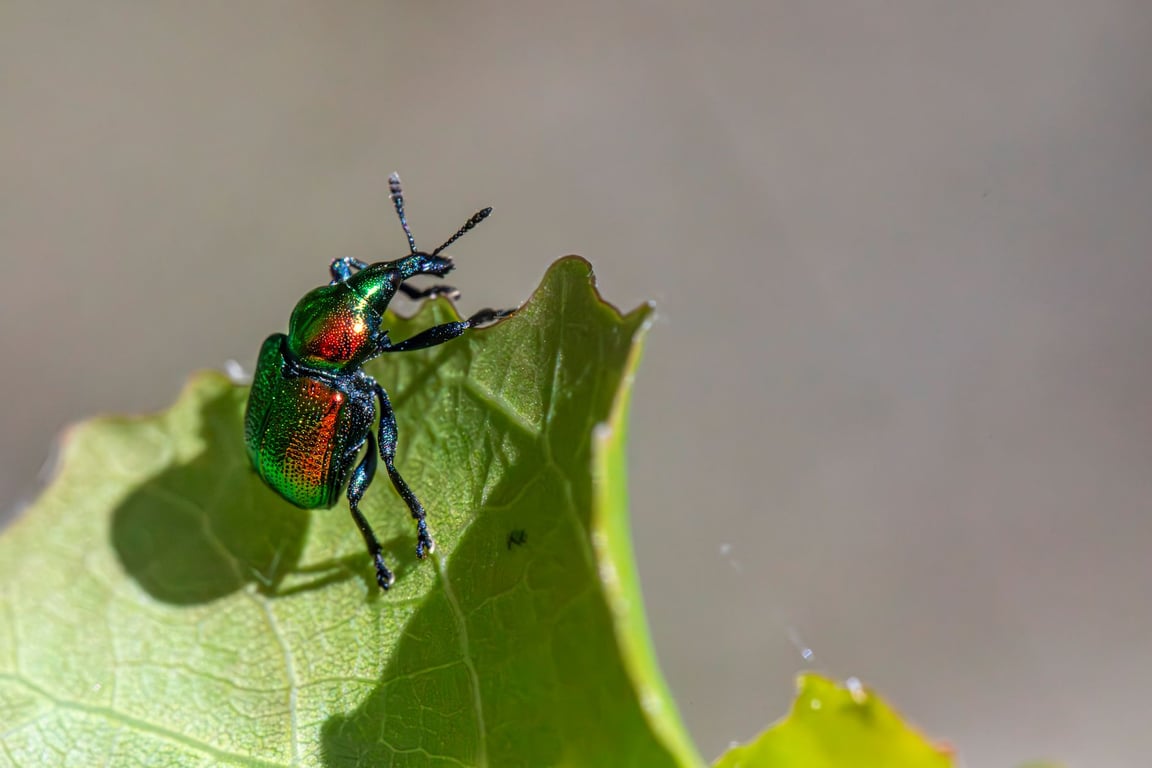 Preventive Pest Control: The Smartest Way to Protect Your Home Before Infestations Start