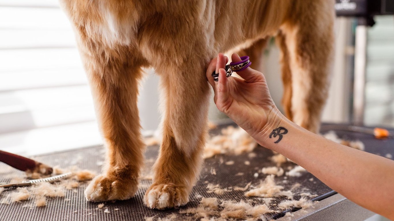 Mobile Dog Wash: A Convenient Grooming Option for Busy Pet Owners