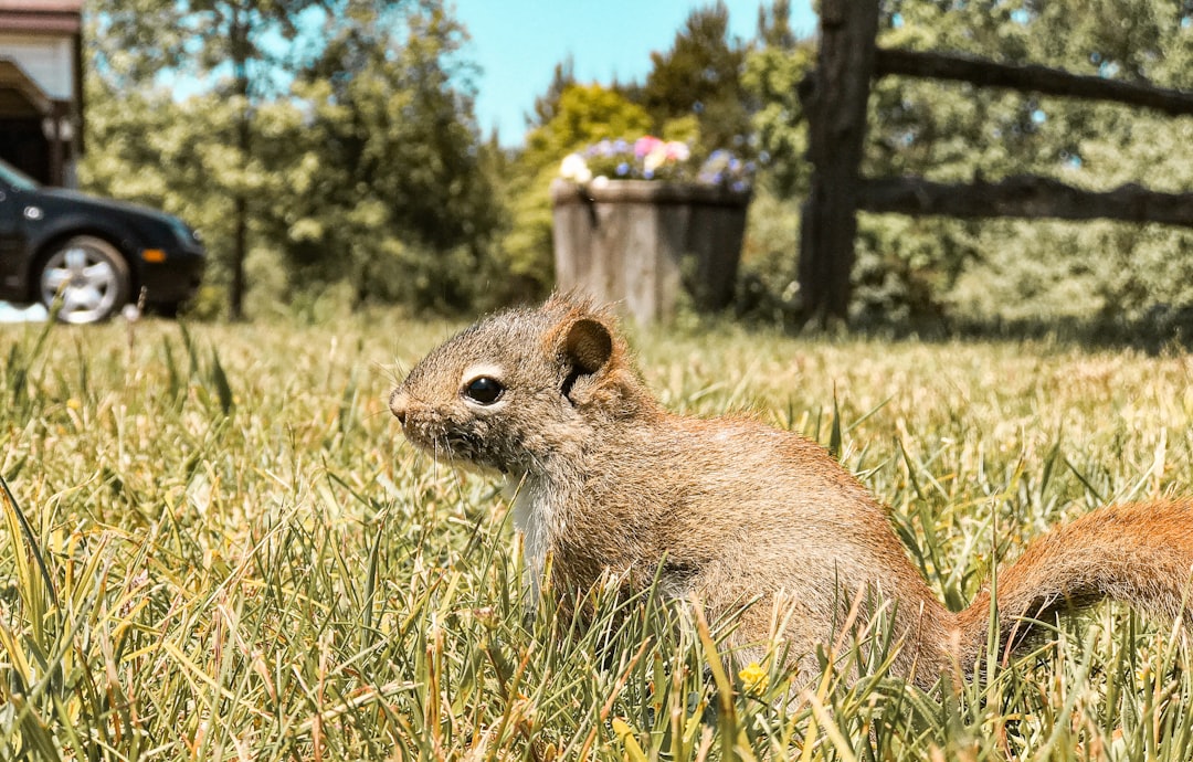 Rodent Removal Near Me: How to Choose a Reliable Local Exterminator