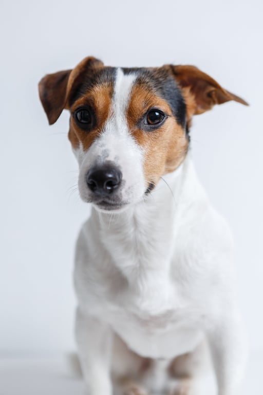 veterinarian examining dog