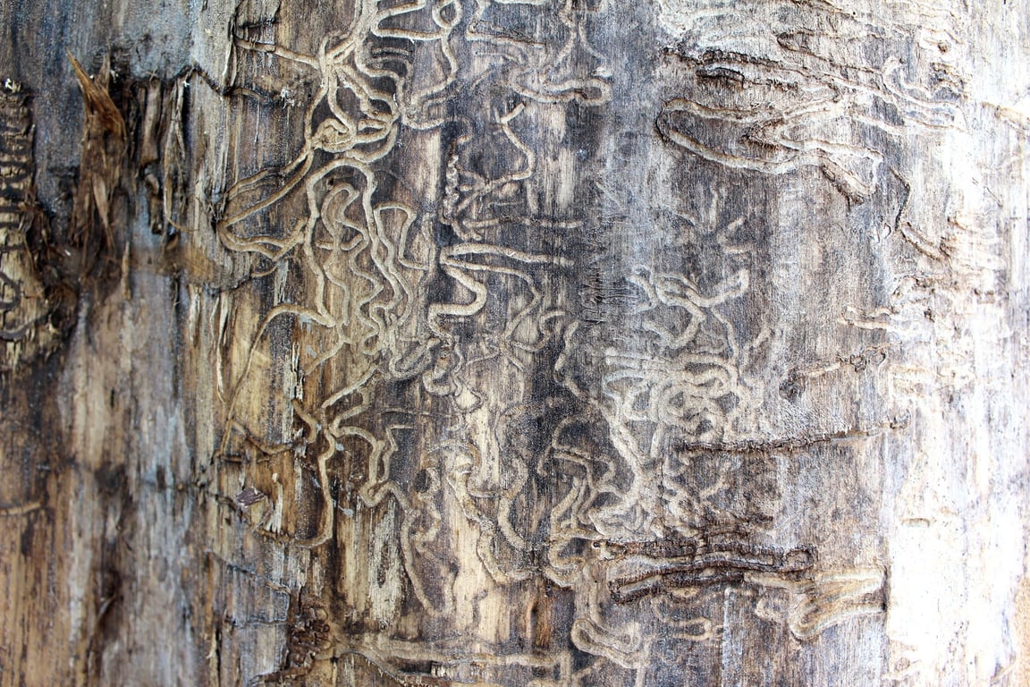 termite damage wood