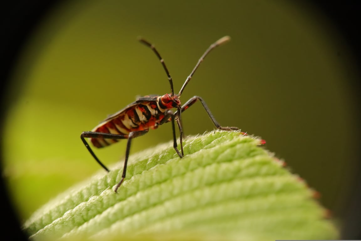 bed bug heat treatment
