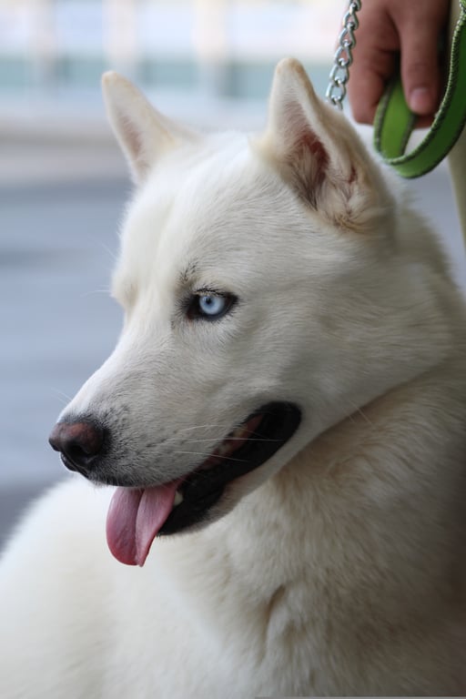 dog training class
