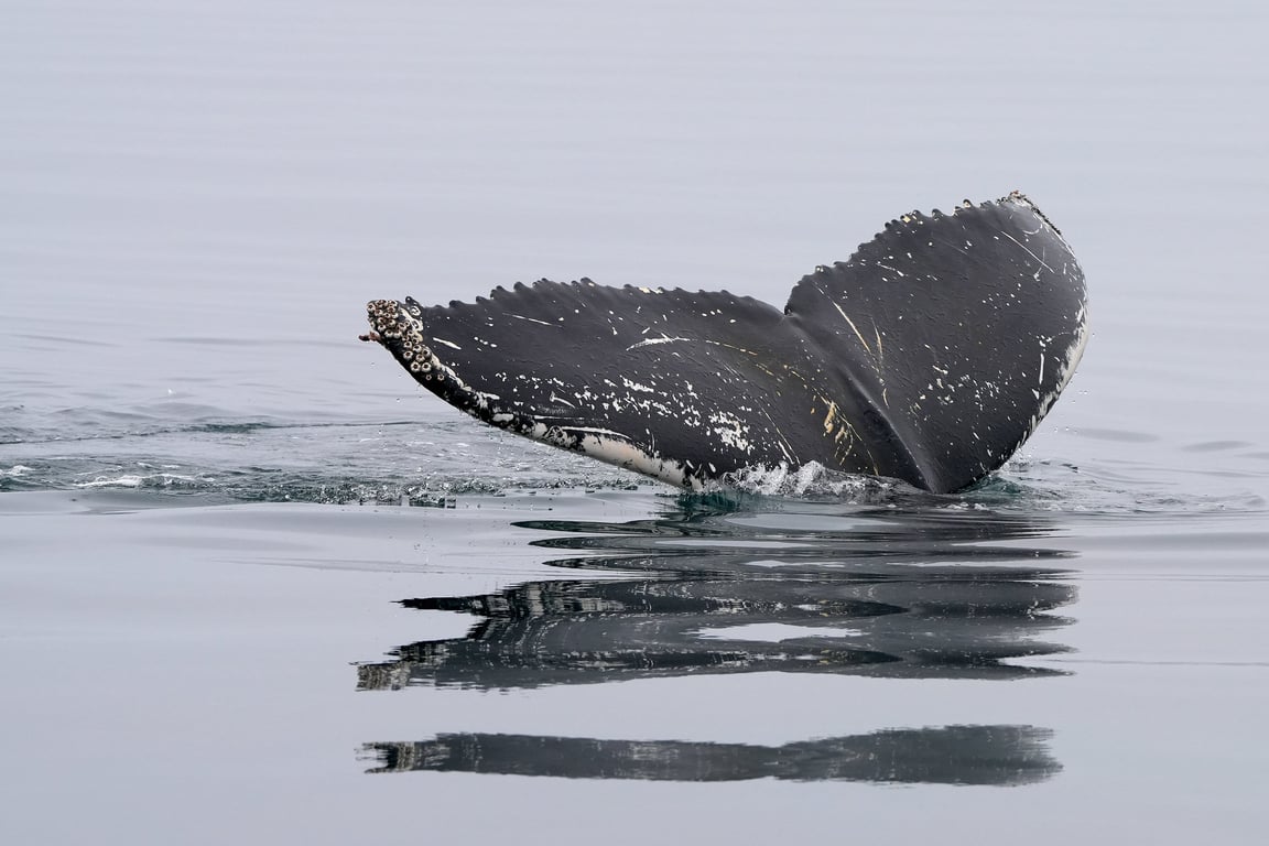 Los Angeles whale watching