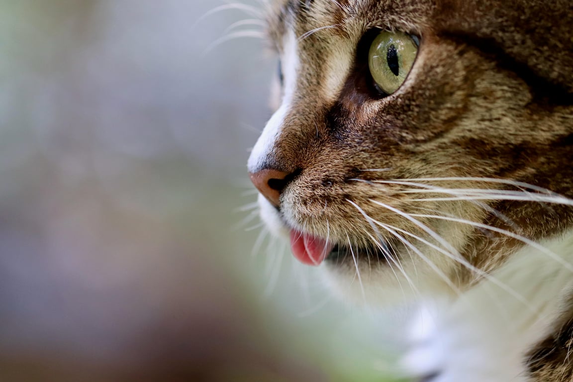 cat veterinary clinic