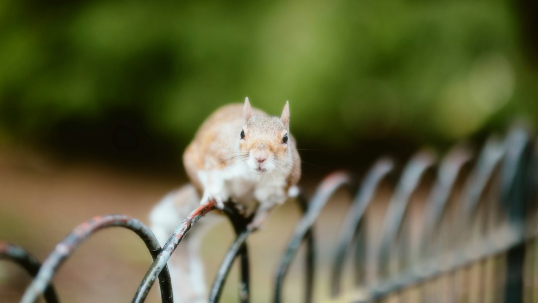 Rodent Removal Near Me: How to Choose the Right Pest Control Service