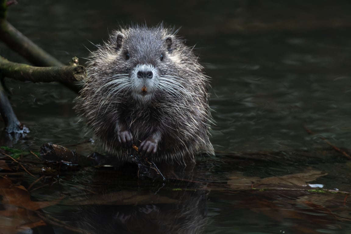 home rodent inspection