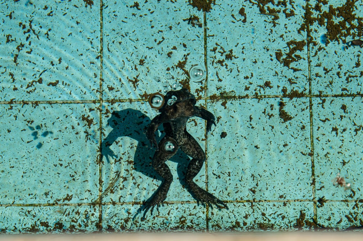 Above Ground Pool Repair Near Me: How to Choose a Qualified Local Pro