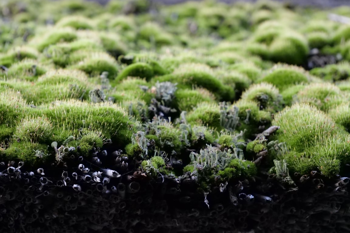 mossy cedar roof