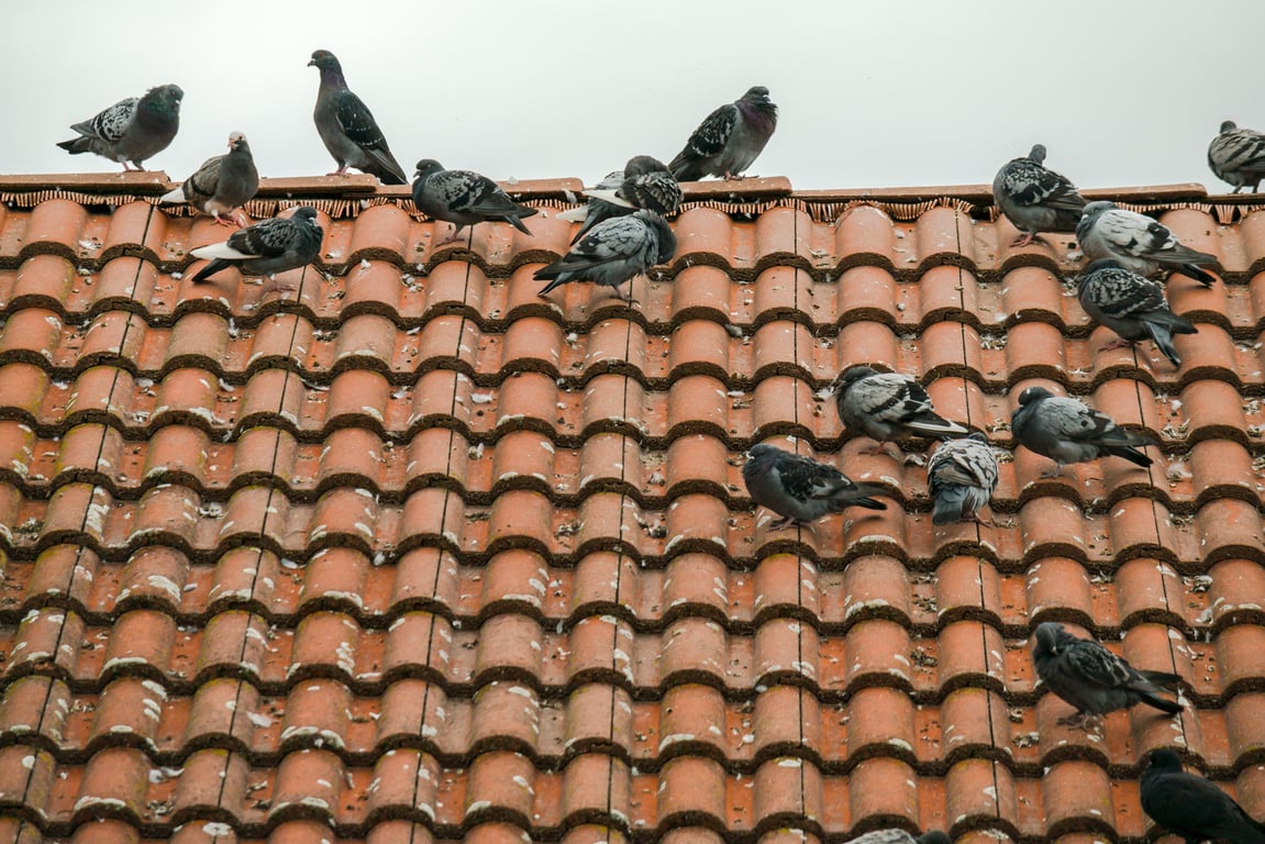asphalt shingle roof replacement